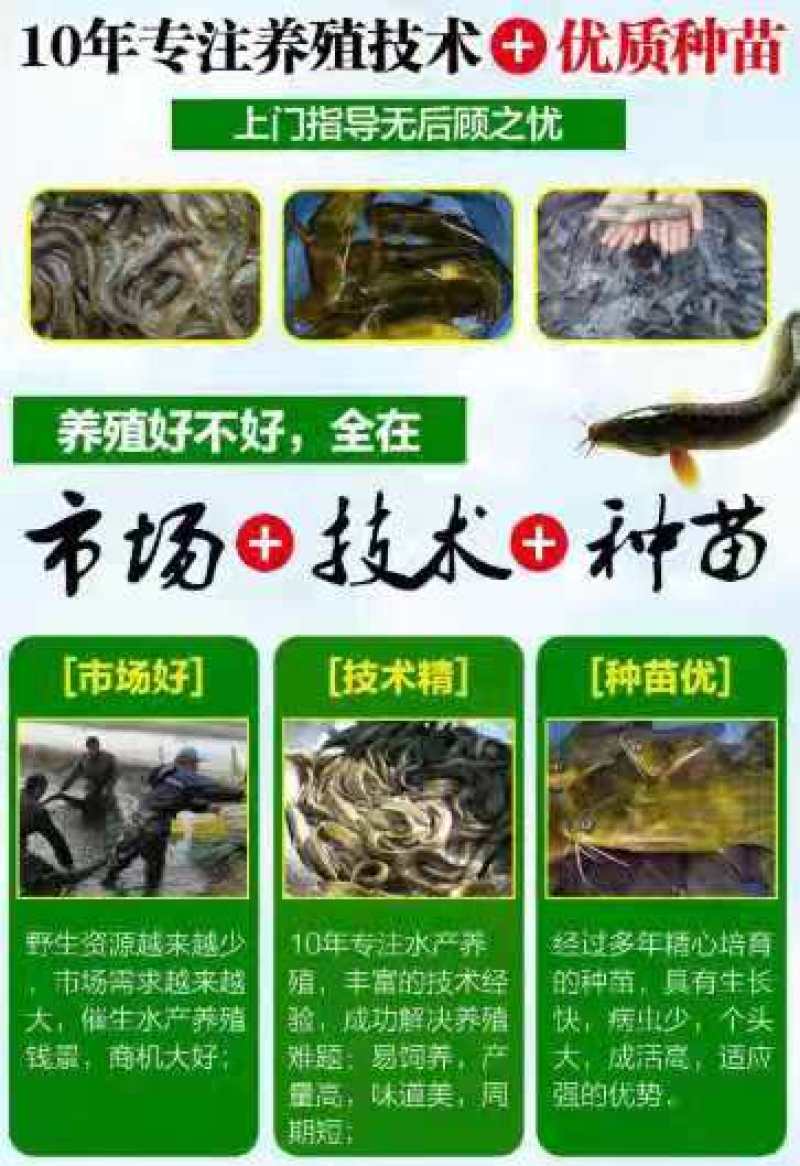 泥鳅苗生长周期短，三个半月出栏亩产5000斤
