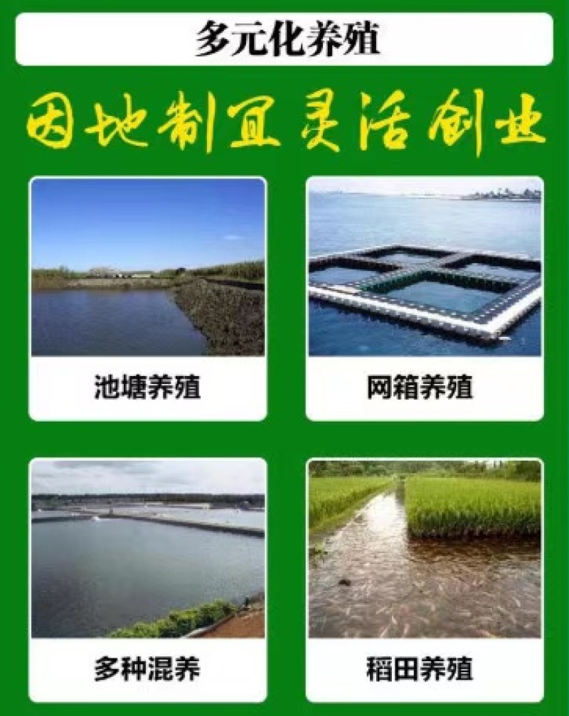 泥鳅苗生长周期短，三个半月出栏亩产5000斤