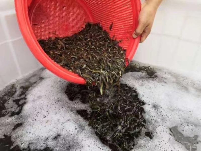 杂交泥鳅苗不钻泥不打洞亩产3000斤效益收人两万