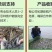 杂交泥鳅苗不钻泥不打洞亩产3000斤效益收人两万