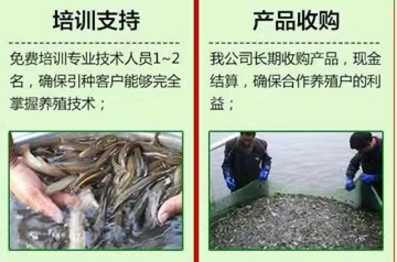 杂交泥鳅苗不钻泥不打洞亩产3000斤效益收人两万