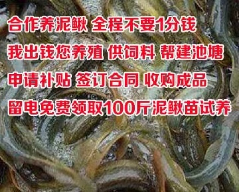 杂交泥鳅苗不钻泥不打洞亩产3000斤效益收人两万