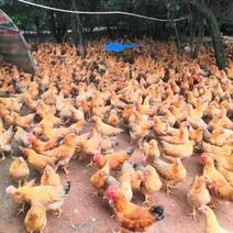 母鸡，长期大大大量出售山林放养灵山麻母，清远麻母。
