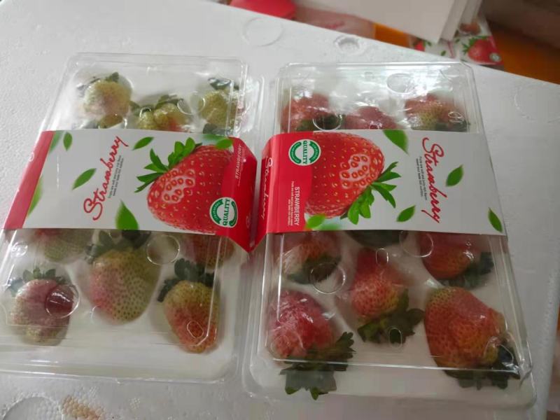 草莓云南四季草莓大量供应欢迎咨询产地直发一手货源