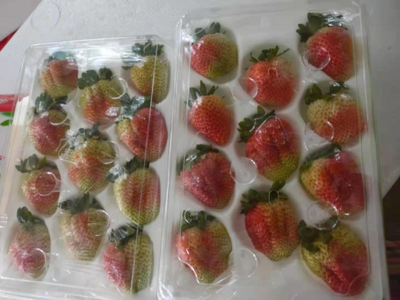 草莓云南四季草莓大量供应欢迎咨询产地直发一手货源