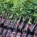 【精选推荐】香蕉苗黄皮苗以及各种果树苗保真保存活
