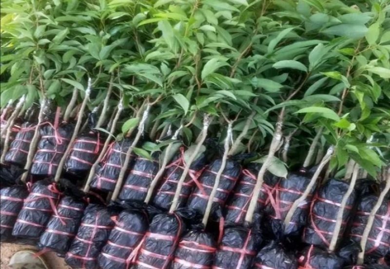 【精选推荐】香蕉苗黄皮苗以及各种果树苗保真保存活