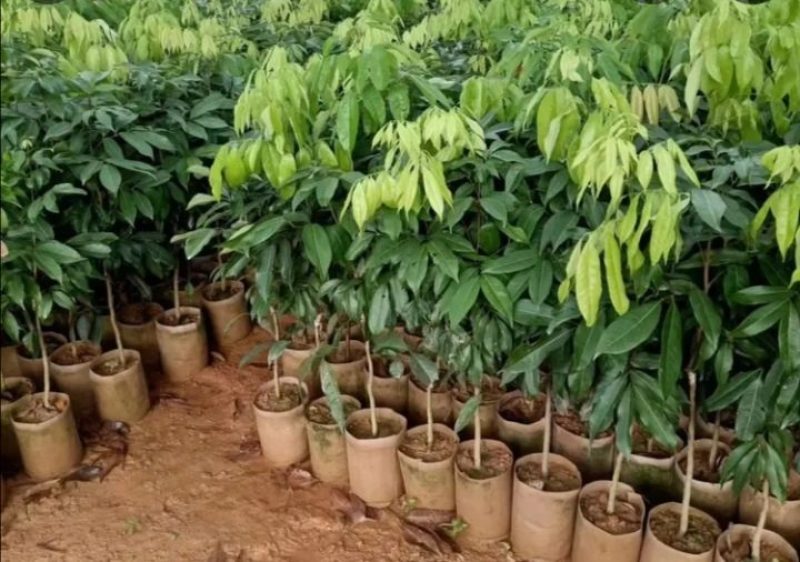 【精选推荐】香蕉苗黄皮苗以及各种果树苗保真保存活