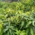 【精选推荐】香蕉苗黄皮苗以及各种果树苗保真保存活