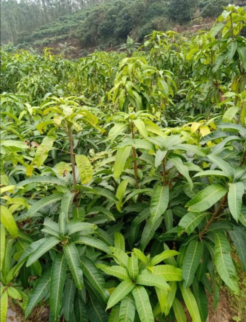 【精选推荐】香蕉苗黄皮苗以及各种果树苗保真保存活