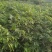 【精选推荐】香蕉苗黄皮苗以及各种果树苗保真保存活