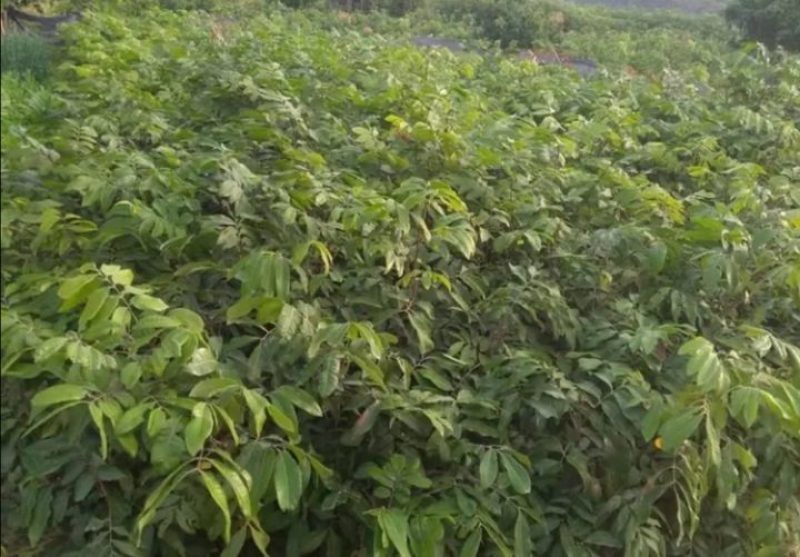 【精选推荐】香蕉苗黄皮苗以及各种果树苗保真保存活