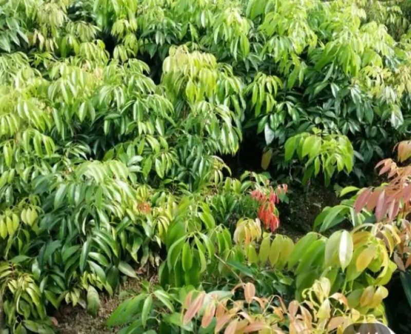 【精选推荐】香蕉苗黄皮苗以及各种果树苗保真保存活
