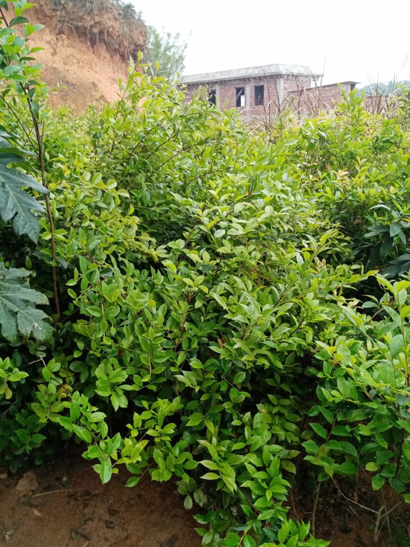 【精选推荐】香蕉苗黄皮苗以及各种果树苗保真保存活