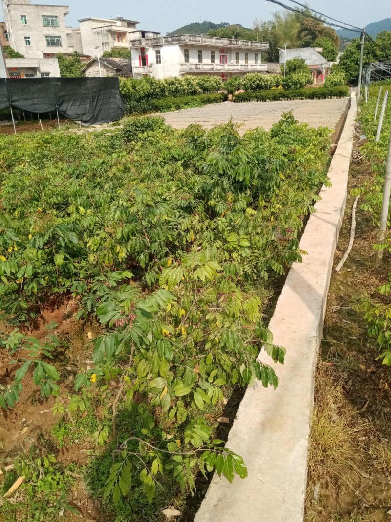 【精选推荐】香蕉苗黄皮苗以及各种果树苗保真保存活