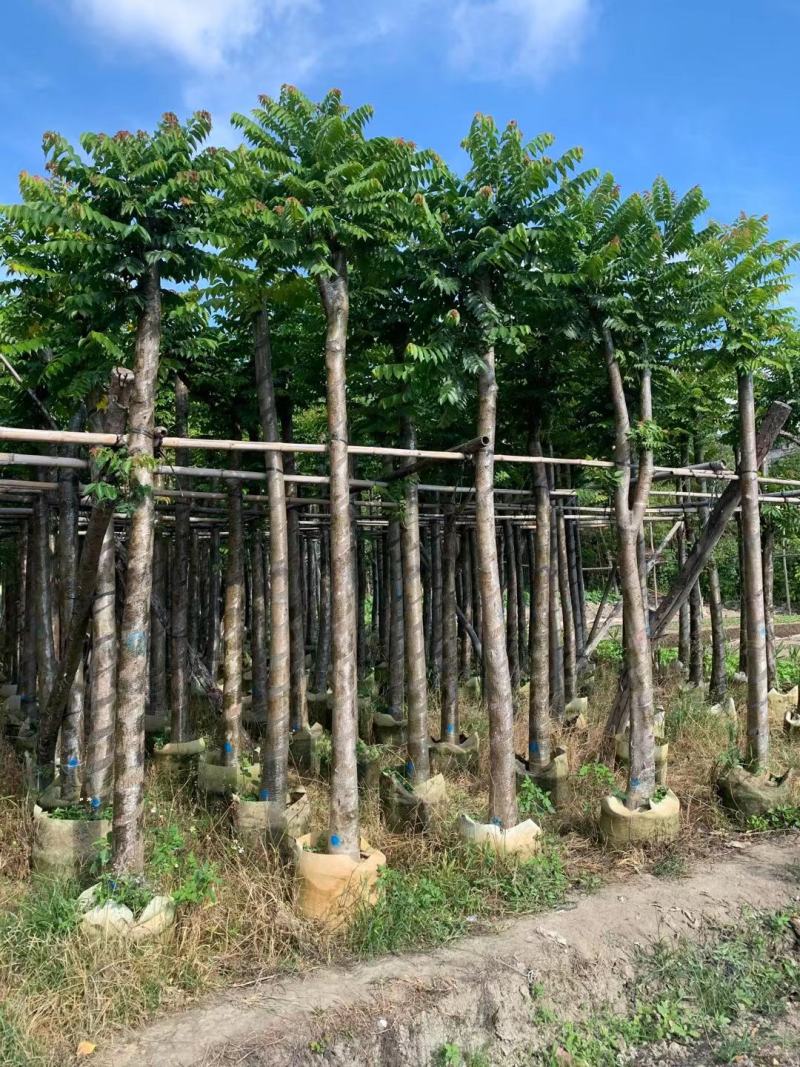 麻楝8~12分，基地直发，欢迎各位老板来电咨询