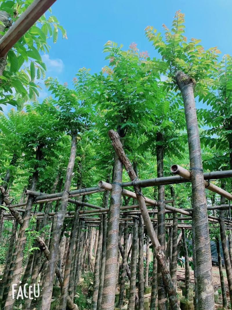 麻楝8~12分，基地直发，欢迎各位老板来电咨询