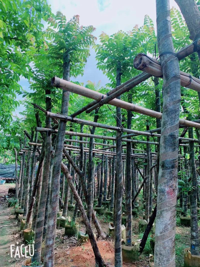 麻楝8~12分，基地直发，欢迎各位老板来电咨询