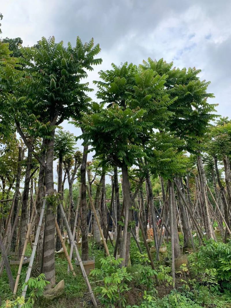 麻楝8~12分，基地直发，欢迎各位老板来电咨询