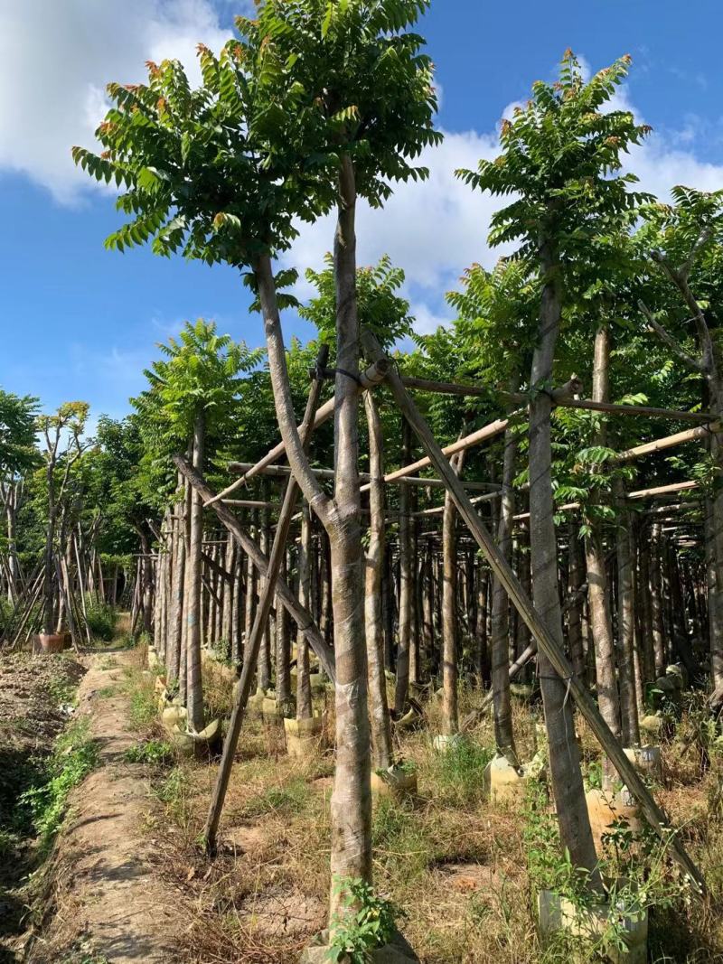 麻楝8~12分，基地直发，欢迎各位老板来电咨询