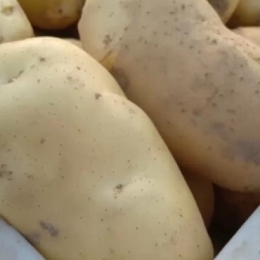 土豆大量上中，质量量优，价格美丽，我愿真诚为广大客商服务