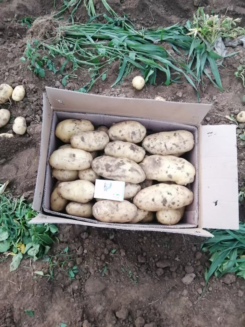 土豆