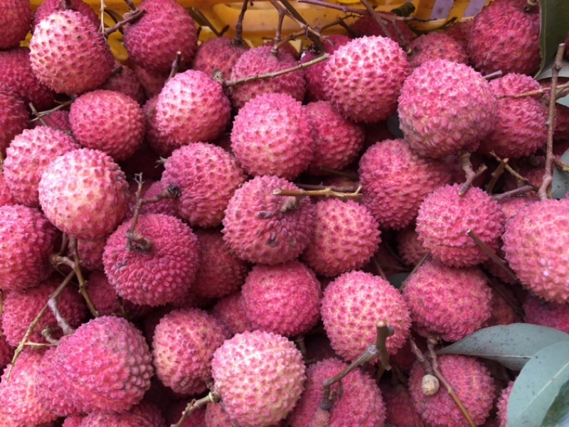 桂味荔枝产地批发增城荔枝