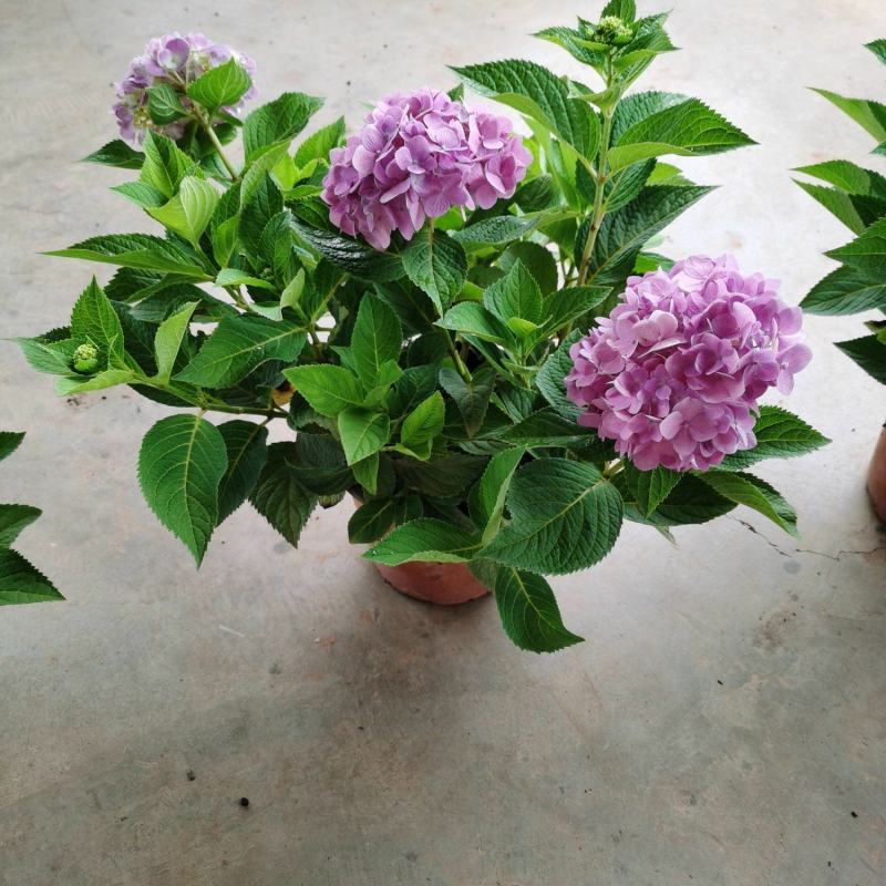 大绣球花苗老桩盆栽带花八仙花无尽夏花卉植物室内花庭院四季