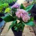 大绣球花苗老桩盆栽带花八仙花无尽夏花卉植物室内花庭院四季