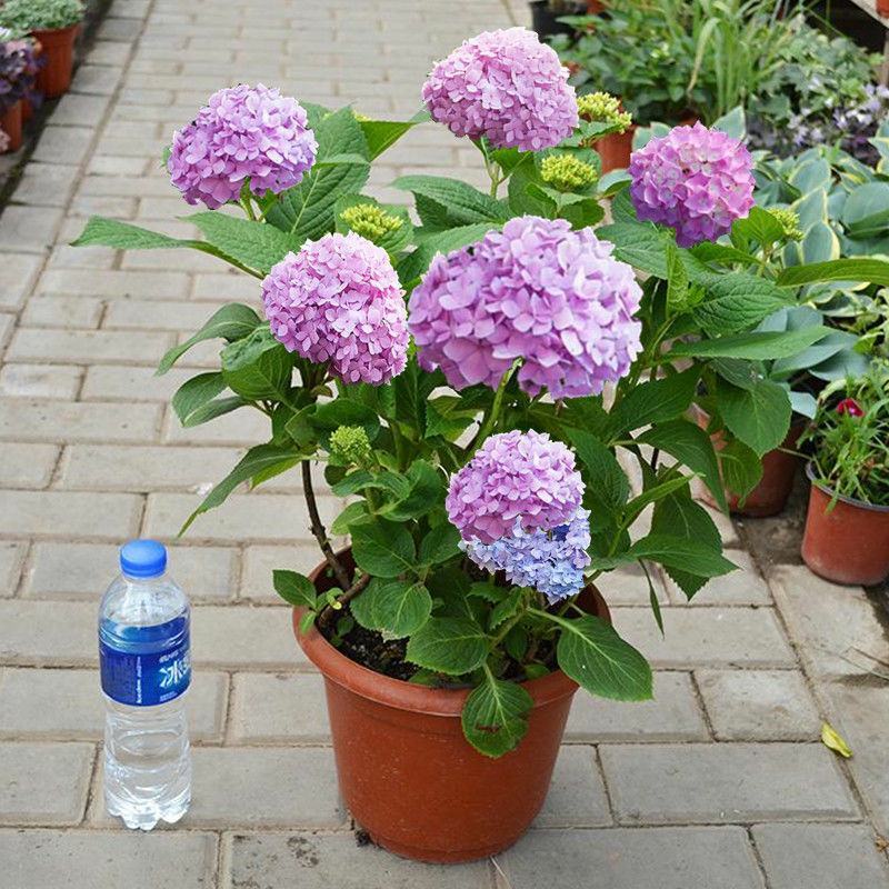 大绣球花苗老桩盆栽带花八仙花无尽夏花卉植物室内花庭院四季