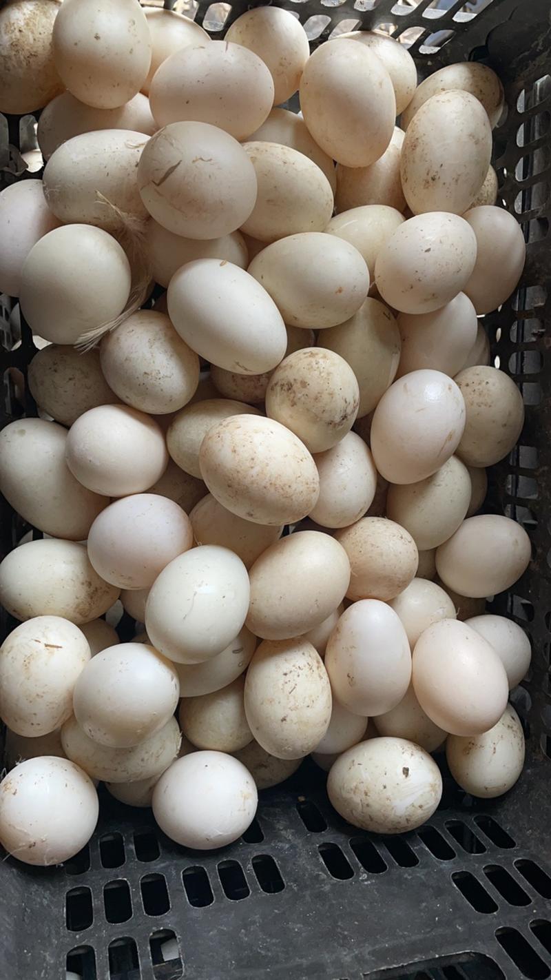 河北鸭蛋，精纹鸭蛋，哑巴蛋，破壳蛋，散黄蛋，