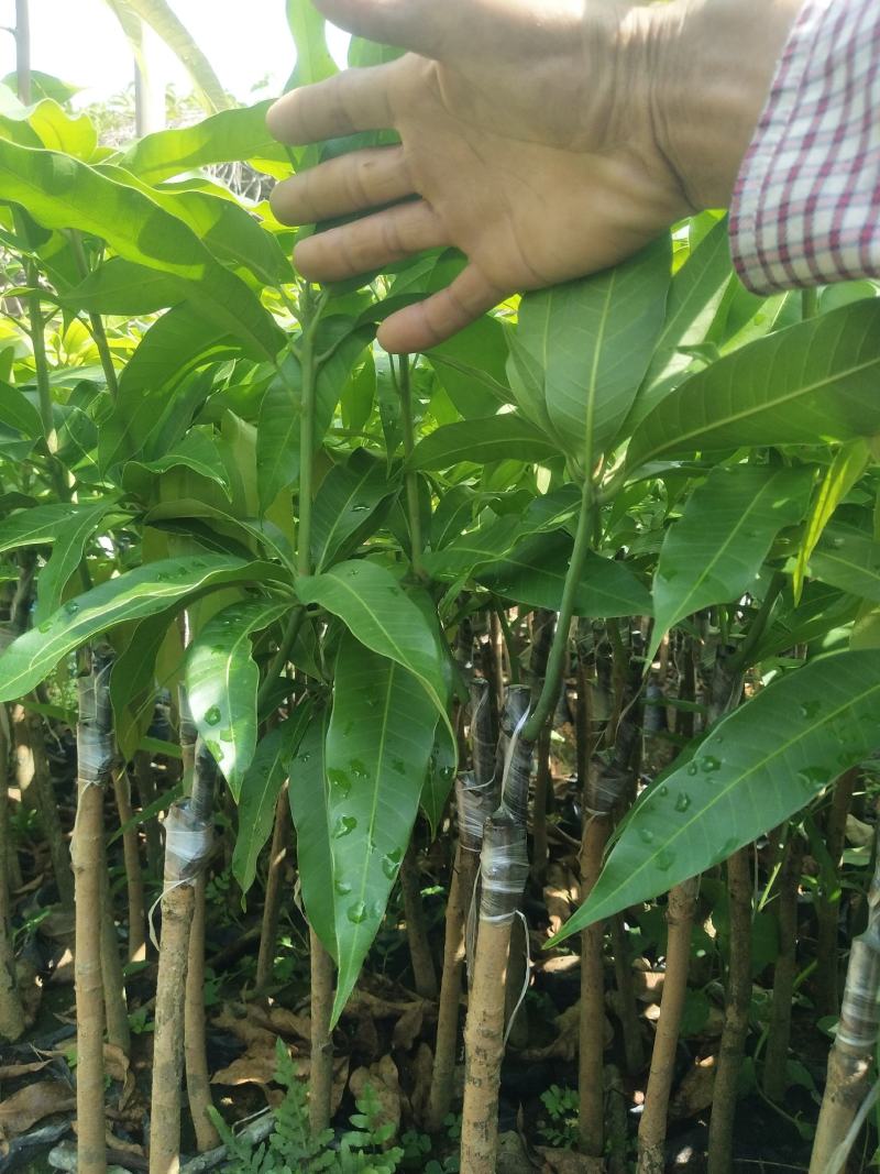 台农芒嫁接杯苗，地径1公分起两稍老熟高25起
