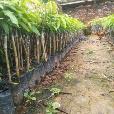 台农芒嫁接杯苗，地径1公分起两稍老熟高25起