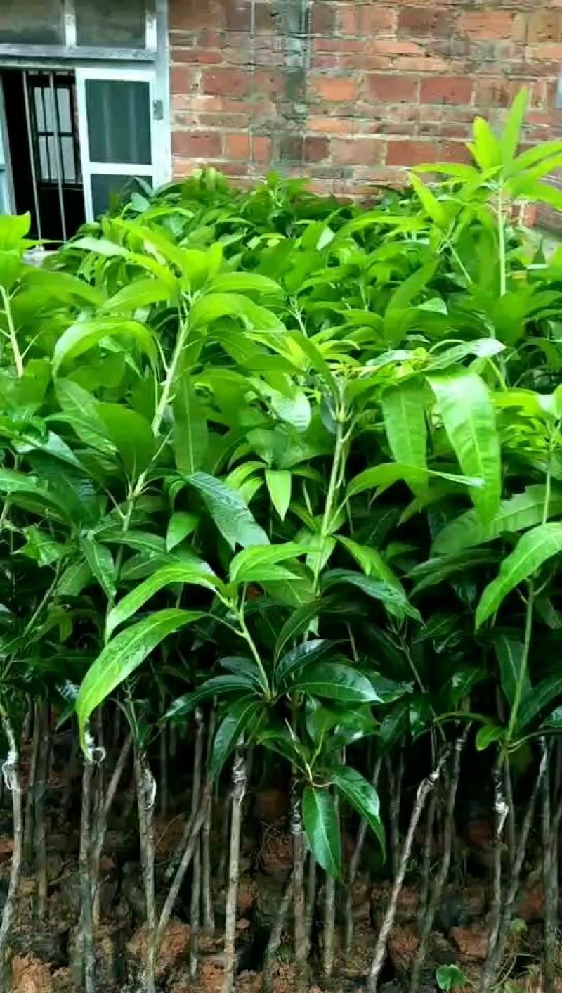台农芒嫁接杯苗，地径1公分起两稍老熟高25起