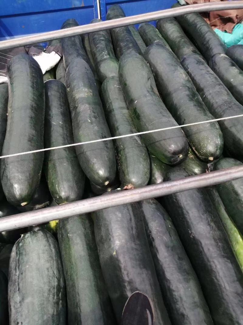 精品黑皮冬瓜，货源充足，保质保量，适合工厂市场，物流全国