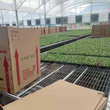 爱心榕观音树穴盘苗观叶植物小盆栽