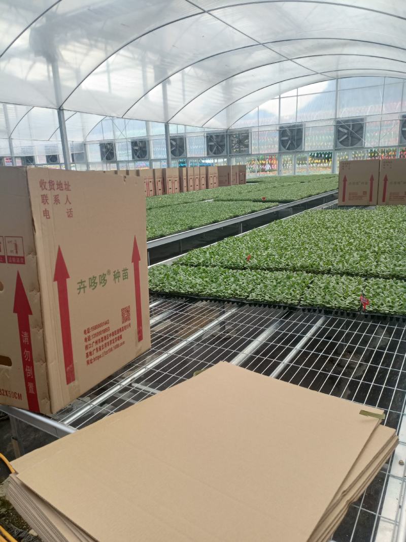 爱心榕观音树穴盘苗观叶植物小盆栽