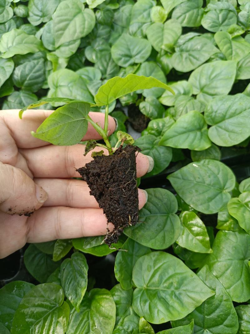 爱心榕观音树穴盘苗观叶植物小盆栽