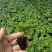 爱心榕观音树穴盘苗观叶植物小盆栽