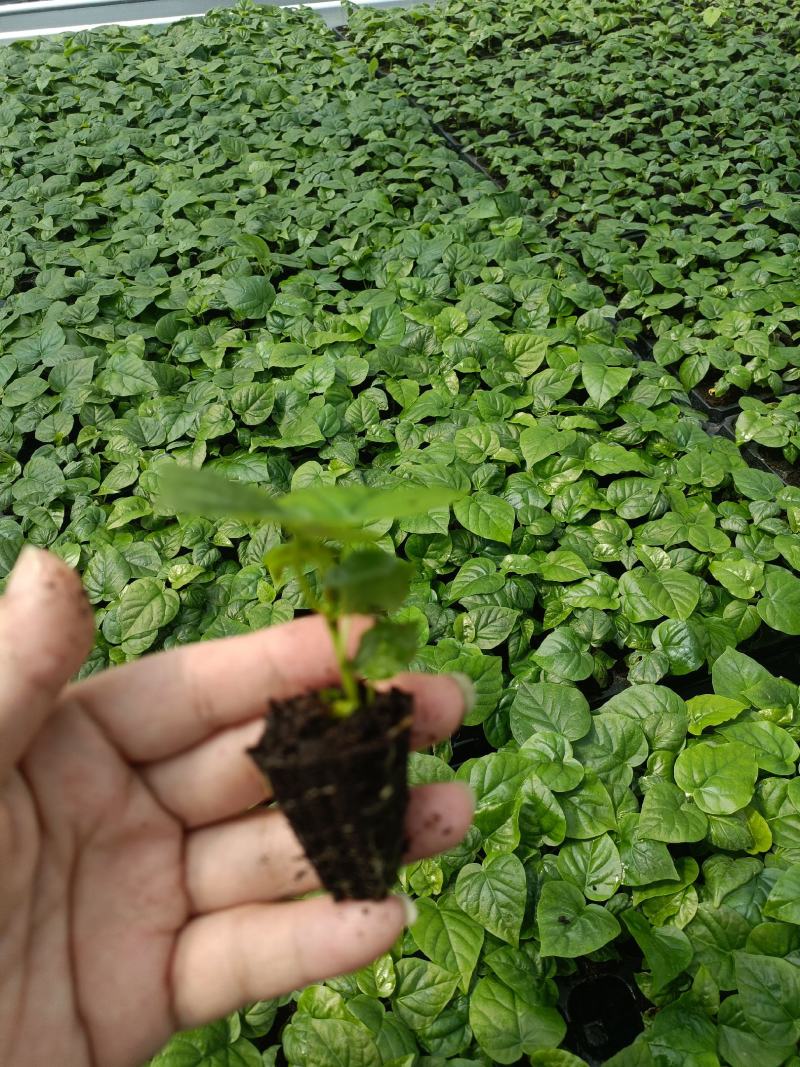 爱心榕观音树穴盘苗观叶植物小盆栽