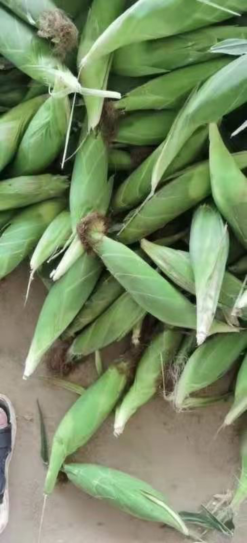 湖北花糯玉米，白糯黄甜糯玉米基地直发