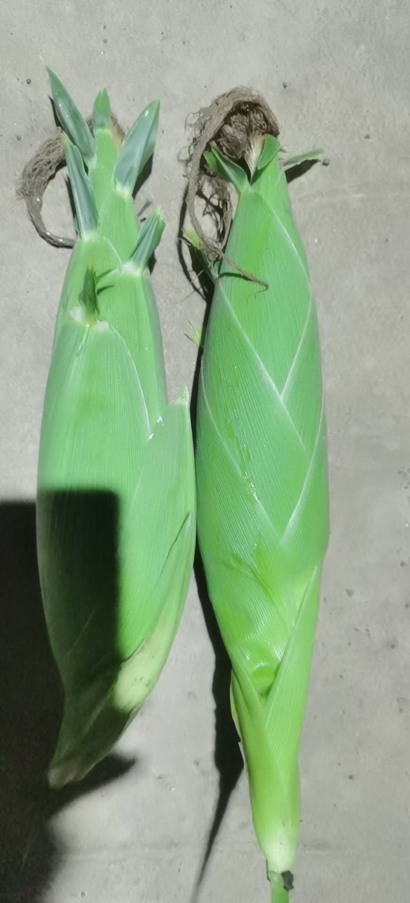 湖北花糯玉米，白糯黄甜糯玉米基地直发