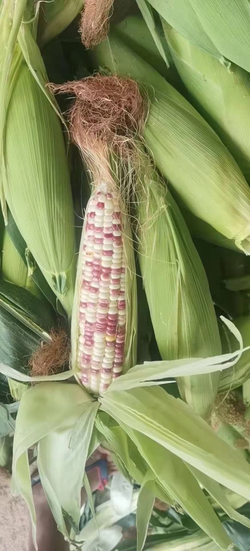湖北花糯玉米，白糯黄甜糯玉米基地直发