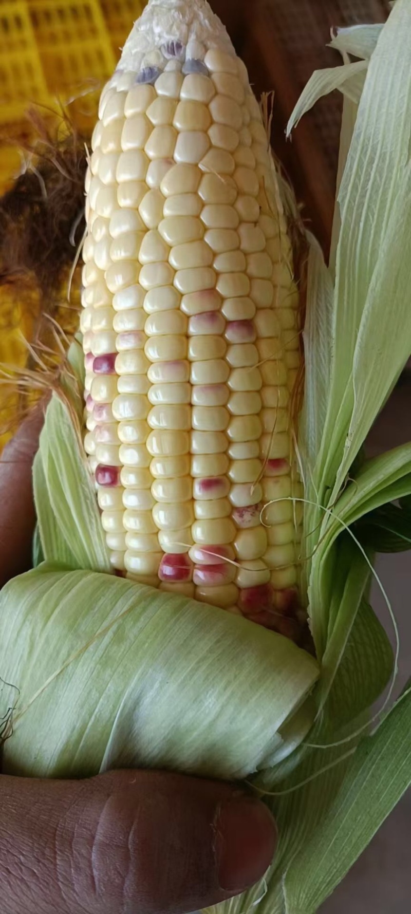 湖北花糯玉米，白糯黄甜糯玉米基地直发