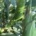 湖北花糯玉米,白糯黄甜糯玉米基地直发