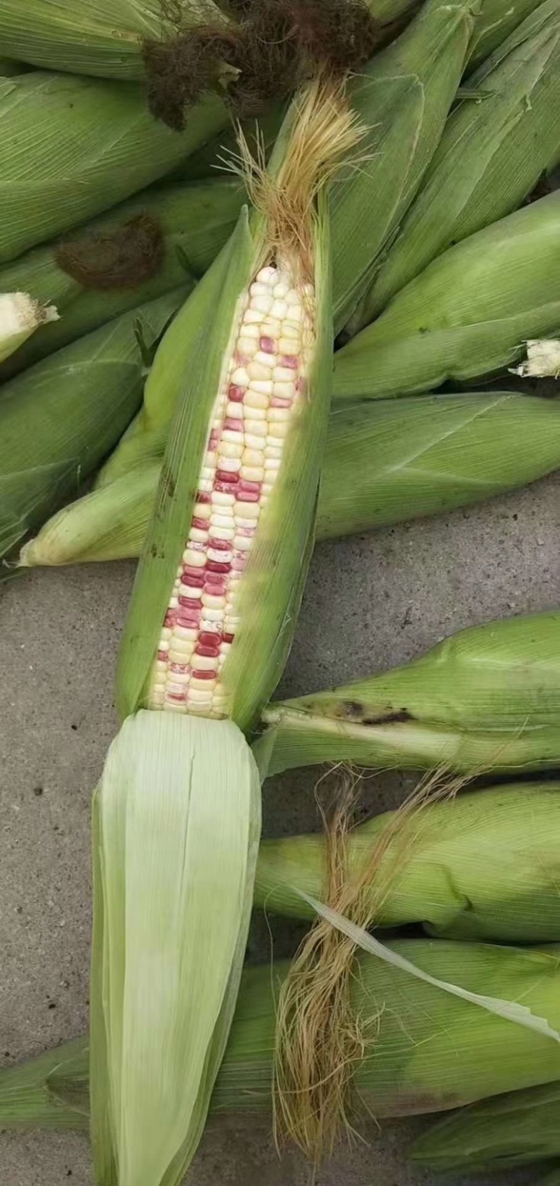 湖北花糯玉米，白糯黄甜糯玉米基地直发