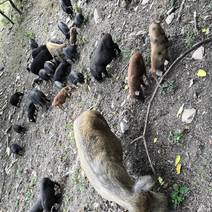 云南高黎贡山散养黑猪、土猪、香猪、跑山猪等