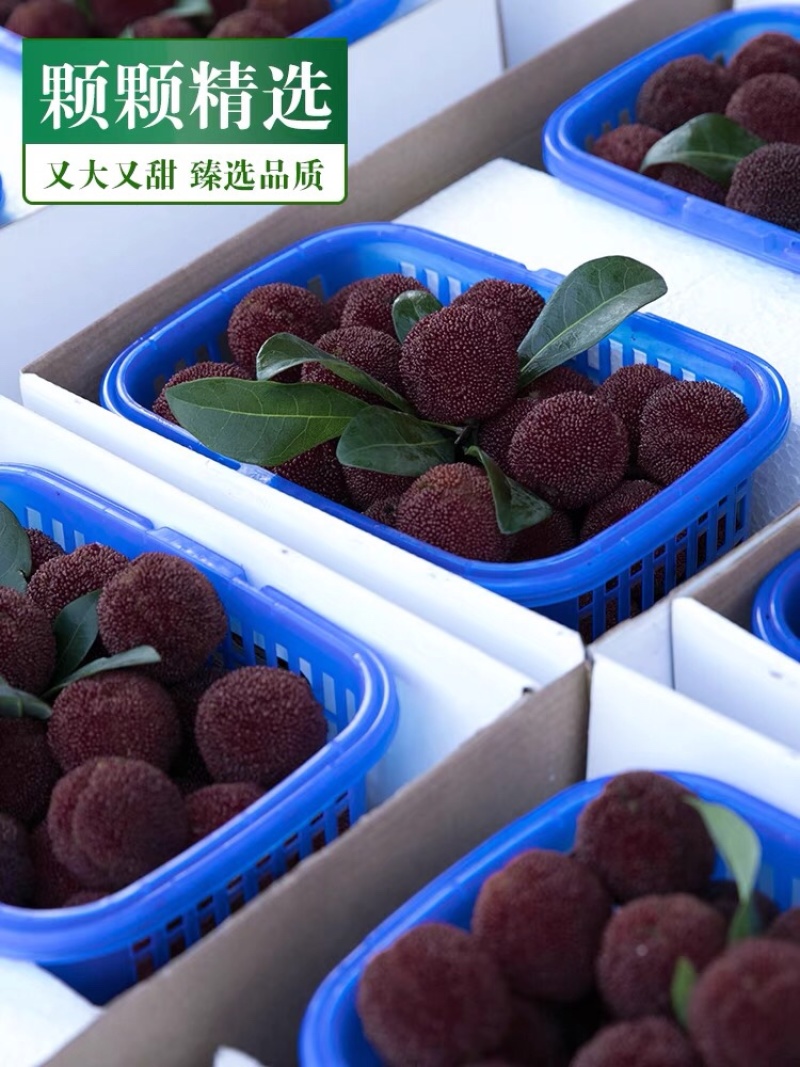 东魁杨梅大量上市现摘现卖量大从优欢迎购买