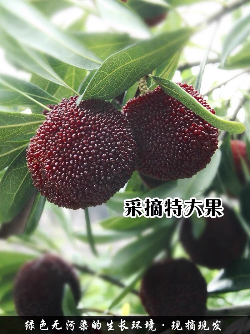 东魁杨梅大量上市现摘现卖量大从优欢迎购买