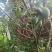 菲油果苗